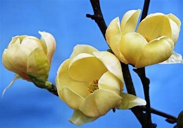 Magnolia HONEY TULIP-5g Magnolia HONEY TULIP-5g